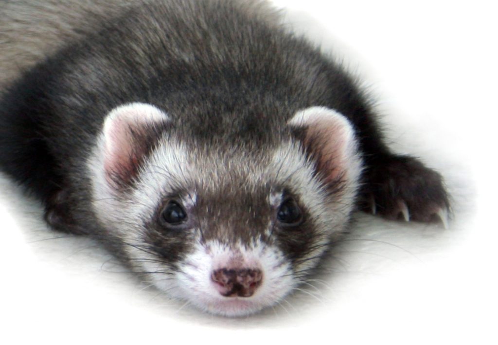 Hurón sable oscuro